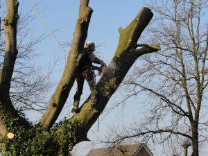 Kappen boom door boomspecialist