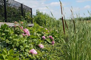 Tuin aanleggen Martijn Buld